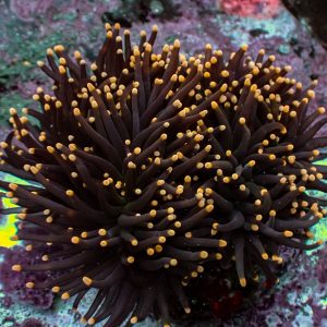 Euphyllia Glabrescens Black Torch Coloni